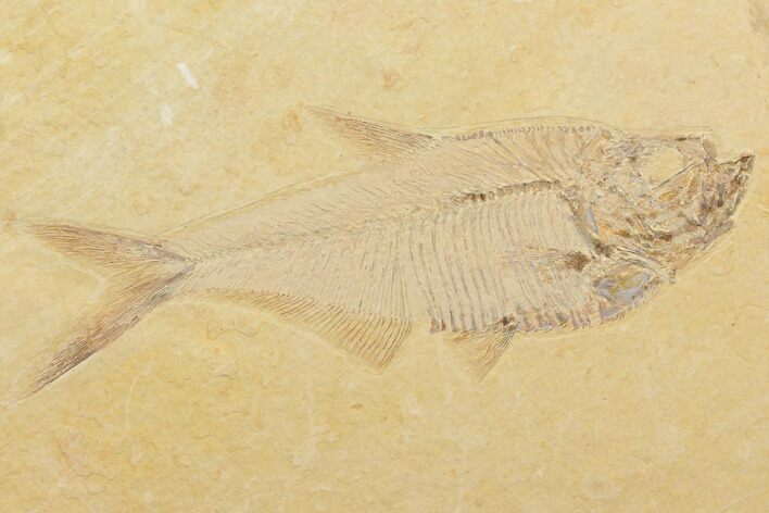 Detailed, Diplomystus Fossil Fish - Wyoming #79988